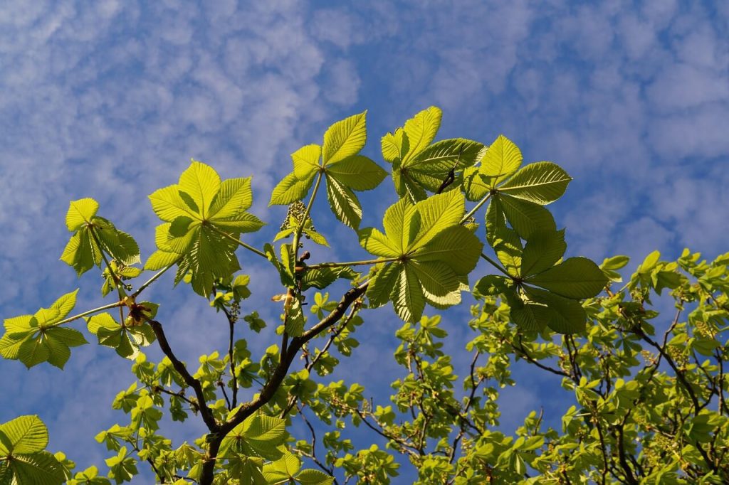 Chestnut Leaves