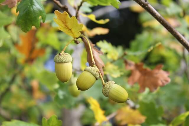 Green Acorns